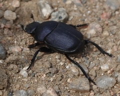 Gymnopleurus