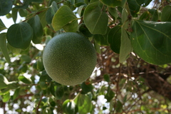 Strychnos cocculoides