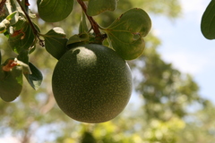 Strychnos cocculoides