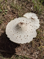 Chlorophyllum molybdites