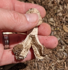 Chlorophyllum molybdites