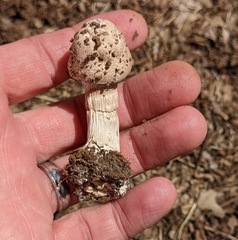 Chlorophyllum molybdites