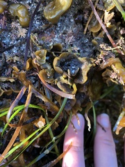 Dendrobeania lichenoides