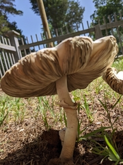 Chlorophyllum molybdites