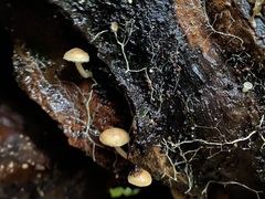 Pholiota pallidocaulis
