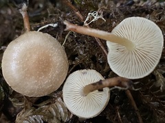 Pholiota pallidocaulis