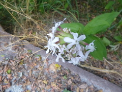 Saponaria officinalis