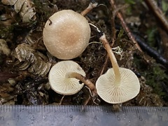 Pholiota pallidocaulis