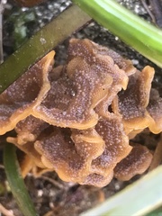 Primavelans insculpta