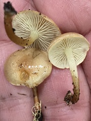 Pholiota pallidocaulis