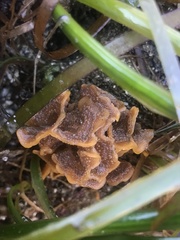 Primavelans insculpta