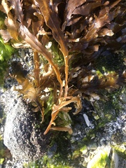 Desmarestia herbacea