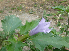 Datura stramonium