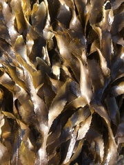 Desmarestia herbacea