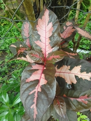 Graptophyllum