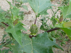 Datura stramonium