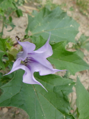Datura stramonium