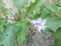 Datura stramonium