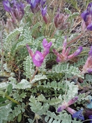 Astragalus inflexus