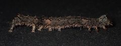 Catocala amica-lineella