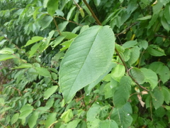 Prunus padus
