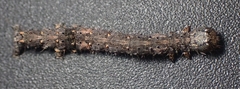Catocala amica-lineella