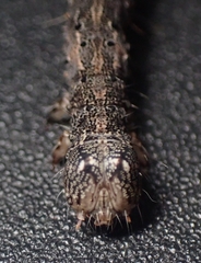 Catocala amica-lineella