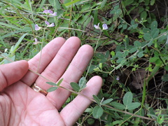 Lespedeza texana