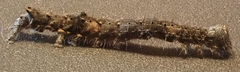 Catocala amica-lineella