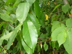 Prunus serotina