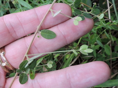 Lespedeza texana