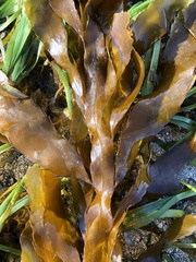 Desmarestia herbacea