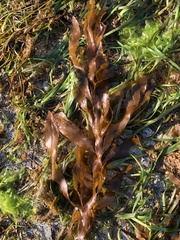 Desmarestia herbacea