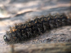 Eilema griseola