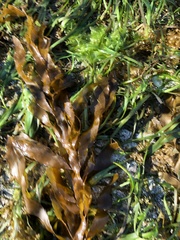 Desmarestia herbacea