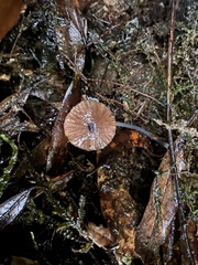 Entoloma aromaticum