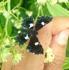 Calydna sturnula