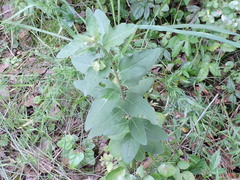 Mirabilis gigantea