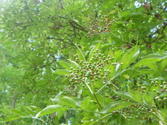 Sambucus nigra
