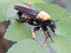 Laphria macquarti