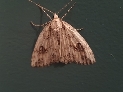 Pseudocoremia rudisata