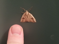 Pseudocoremia rudisata