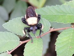 Laphria macquarti
