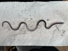 Anguilla rostrata