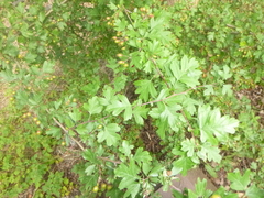 Crataegus monogyna