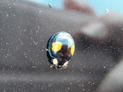 Harmonia axyridis