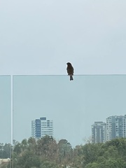 Aves