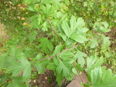 Crataegus monogyna