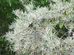 Hippophae rhamnoides