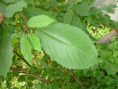 Castanea sativa